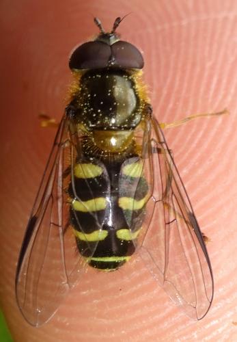 Dasysyrphus venustus